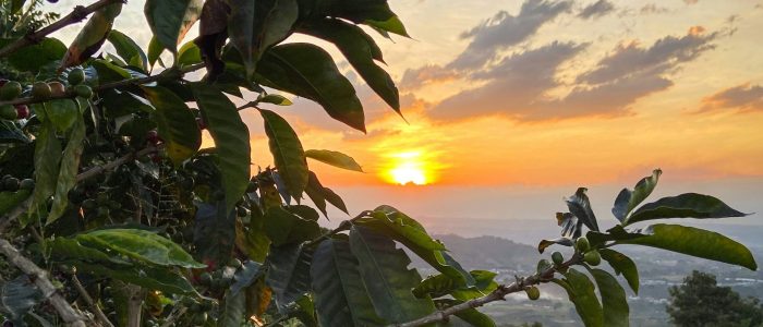 Coffee - Colombia Coffee - Colombia